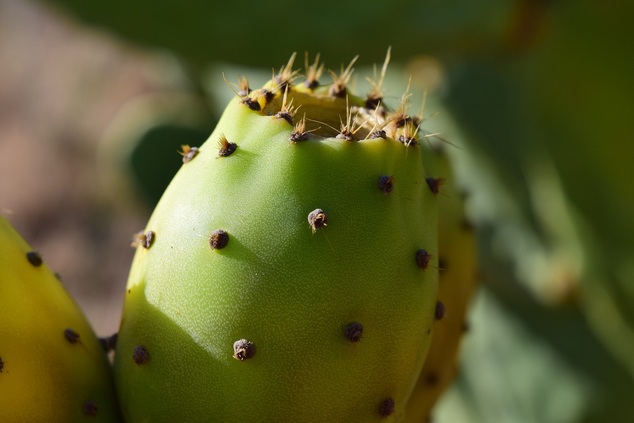 ¿Cuál es el cactus que se come?